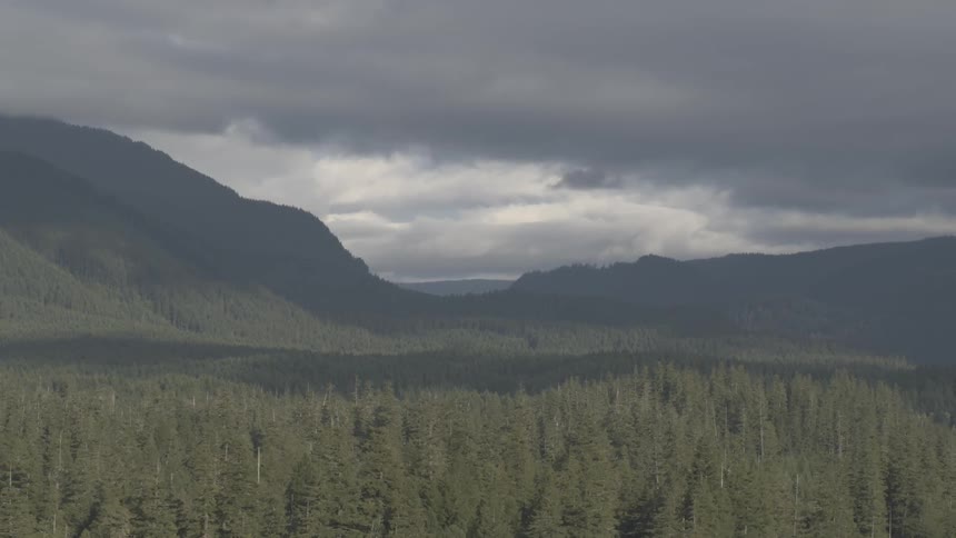 Trees are covering the forest in the horizon