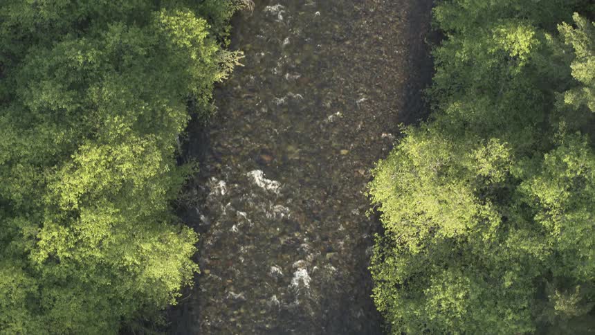 A shallow river running through a forested area