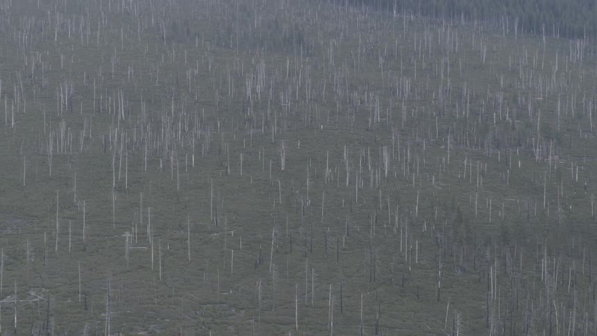 Aerial view of barren trees