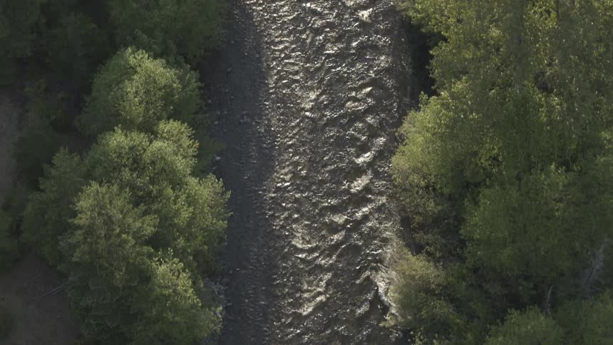 A fast flowing river runs though a forest