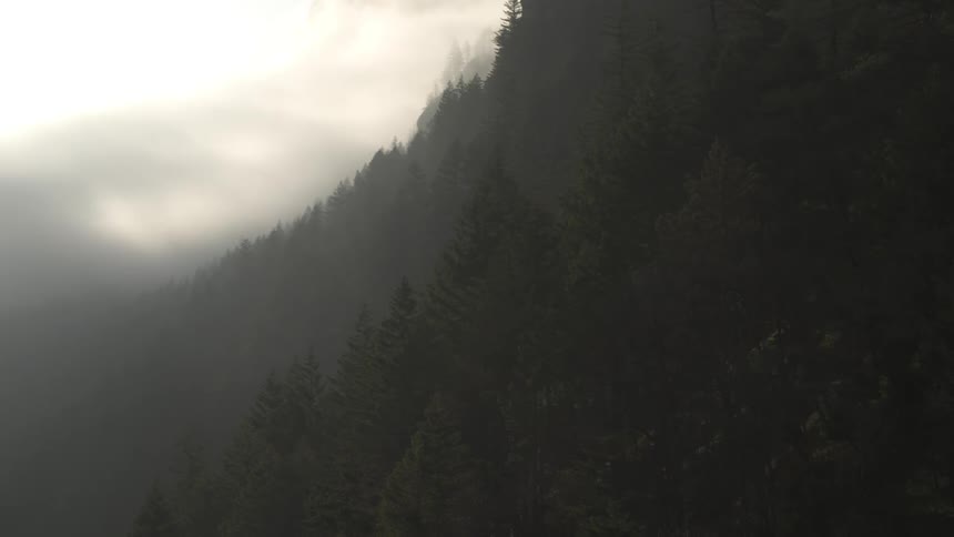 Fog and clouds over forest trees on a mountain slope