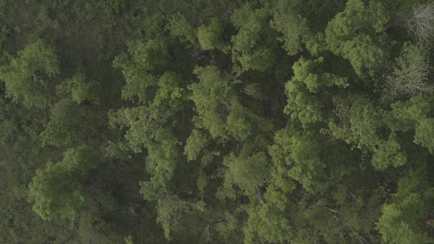 An over shot of trees