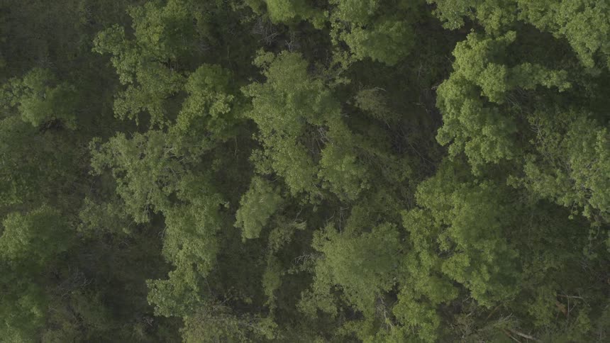 Very dense trees in a forest
