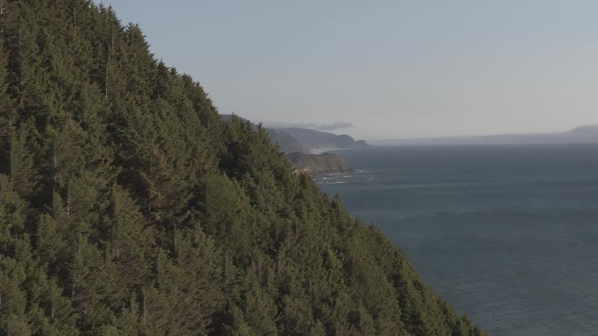 Tall pine trees line the side of a shoreline mountain