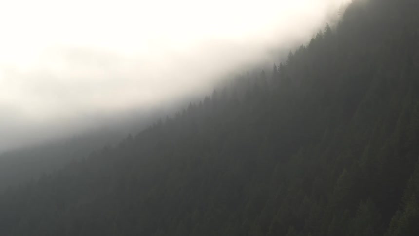 A forest with the sky and fog in the background