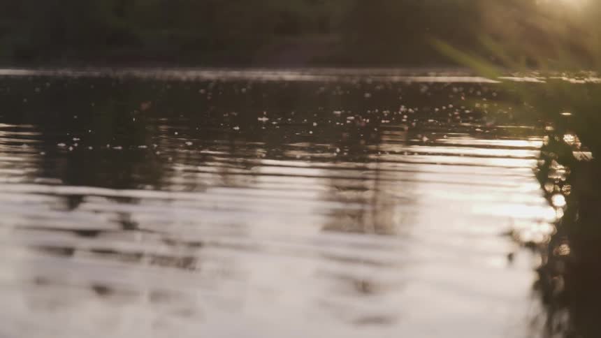 The surface of the water ripples and reflects the surrounding trees as moths fly over
