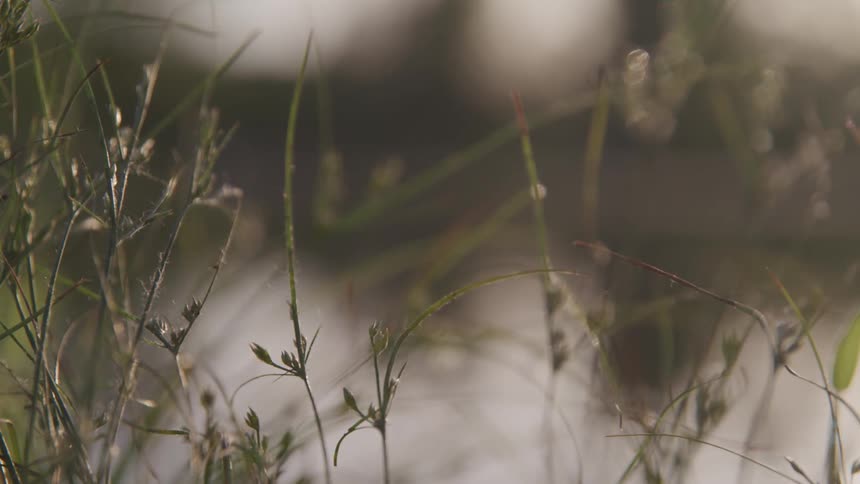 Plants blowing in the breeze