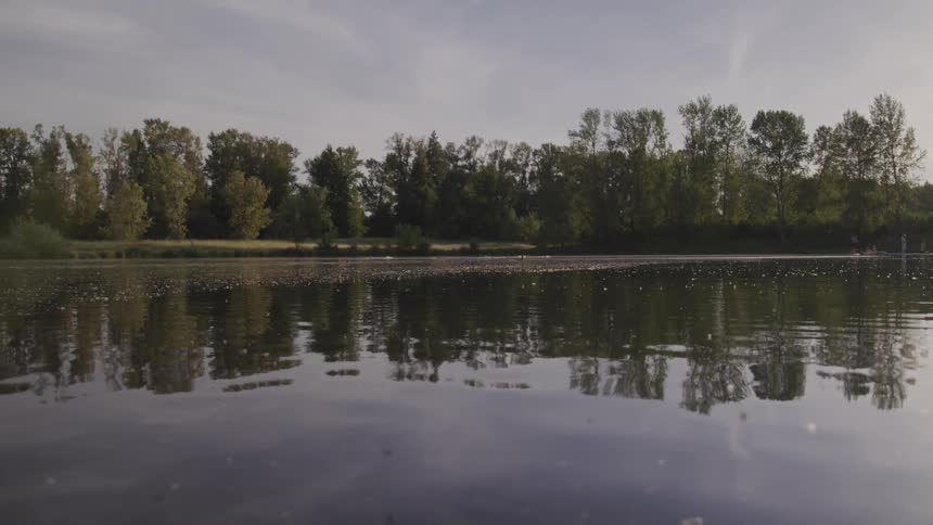 Dragonflies and bugs fly over the surface of a calm lake with ducks