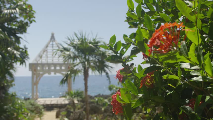 Flowering tree and palm trees border path toward gazebo overlooking ocean