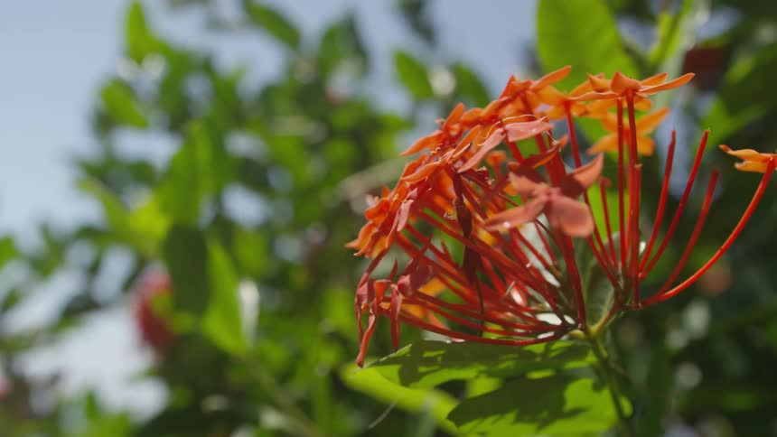 Orange jasmine flowers blooming on a shrub
