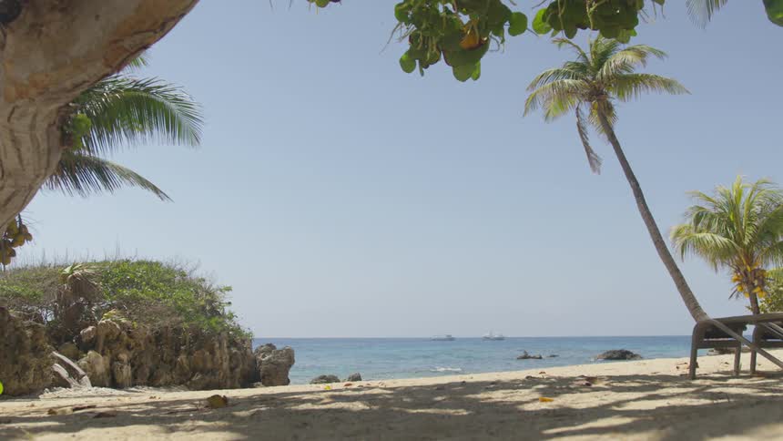 Palm trees creating shadows on a beach with waves rolling in in the background