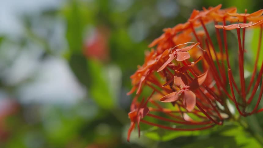 A red flower petals blooming in the nature