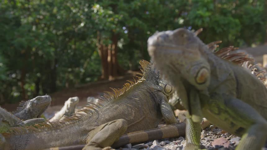A group of iguanas in a rocky area