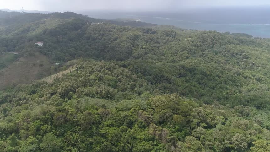 Aerial view of a forest on a mountainous region