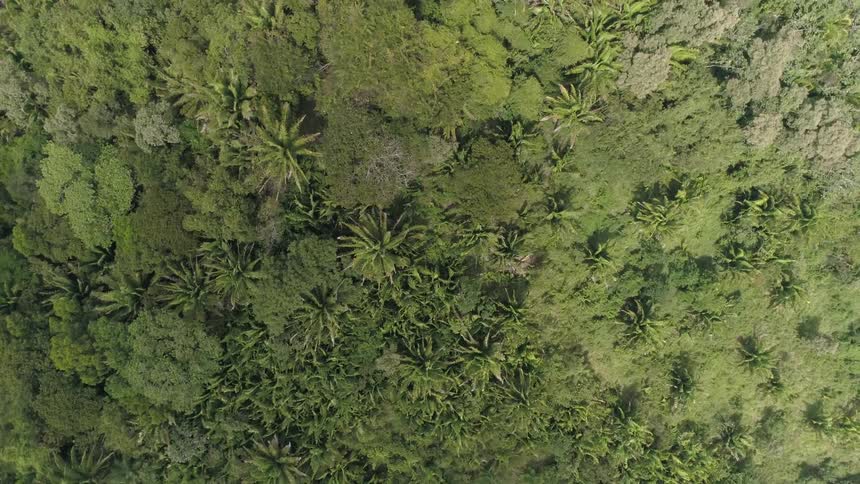 An aerial view of a forest is displayed