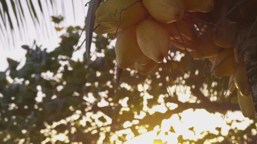 A papaya tree with many fruits