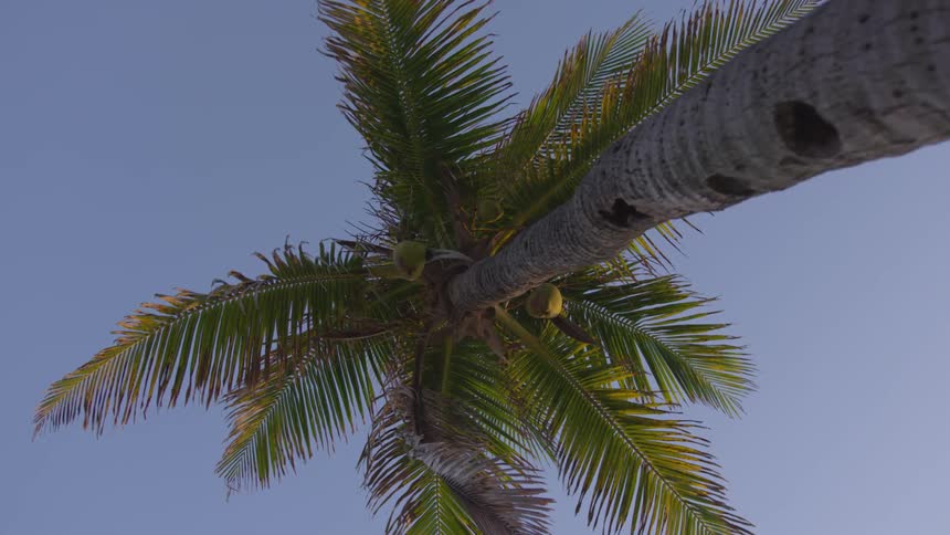 Coconuts grow on a tall palm tree