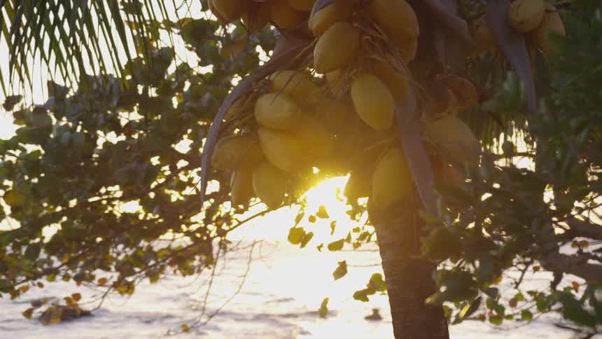 Lemons on a lemon tree in the sunlight