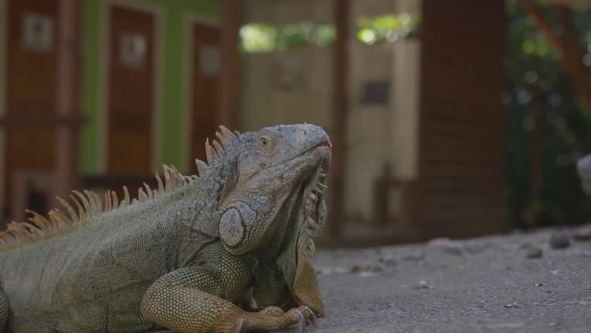 An iguana stands still with head tilted up on gravel as a striped tail moves in front of it