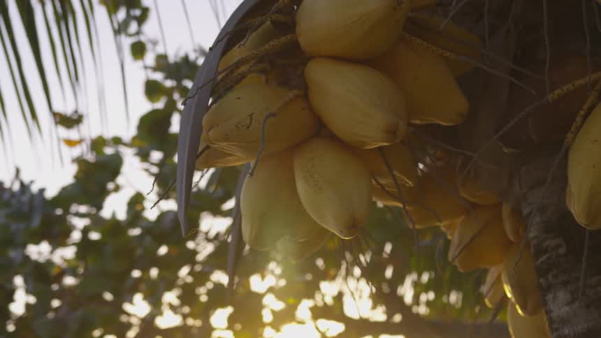 Young coconuts growing on a palm tree