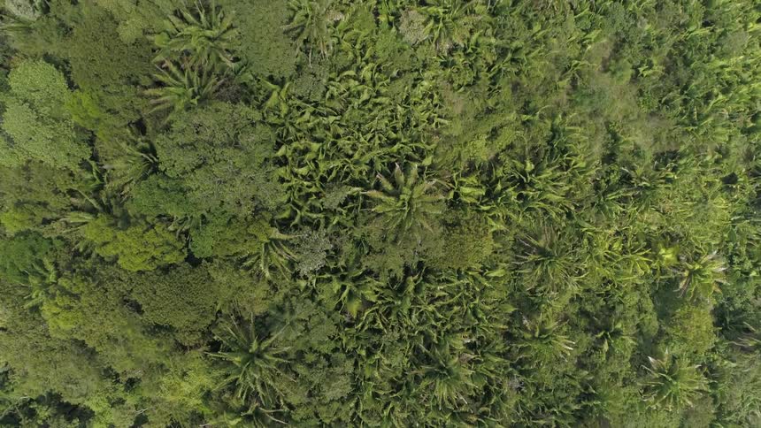 Forest with palm trees