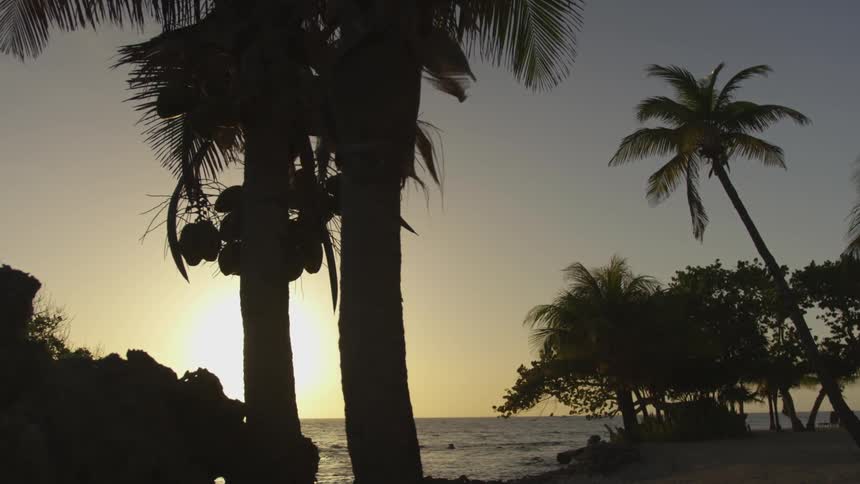 Palm trees on the beach with the sun setting behind the water