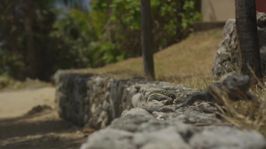 A reptile is sitting on a ledge and then moves