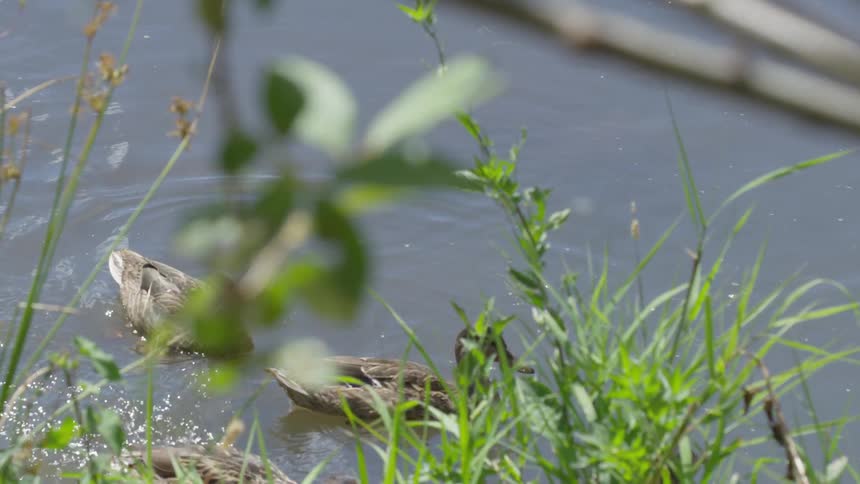 A family of ducks swim in the water