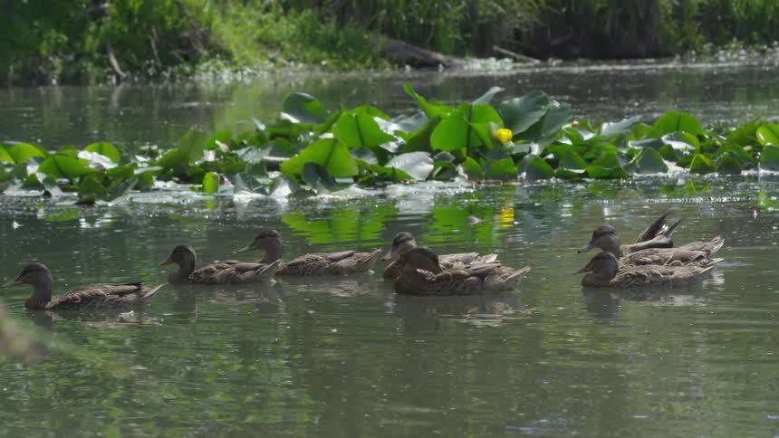 A raft of ducks paddling near a large pond plant on a lake