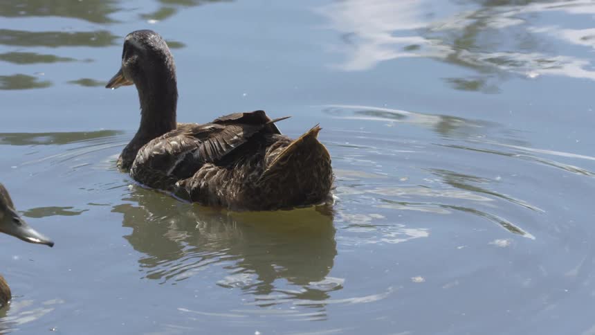 Ducks floats on the lake during daylight