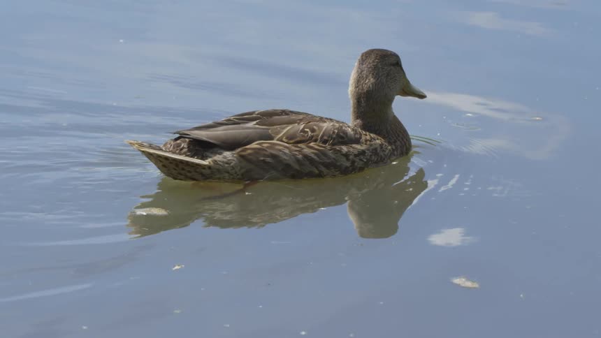 A duck swimming through a murky body of water