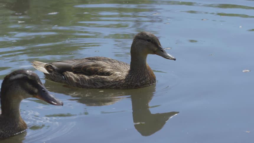 Two ducks float along the top of a body of water
