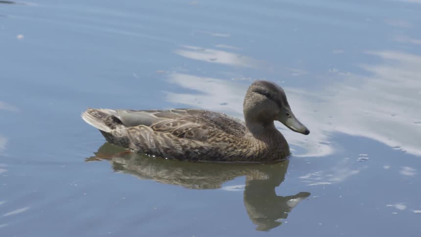 Clouds reflect on the lightly rippling water where a duck is floating