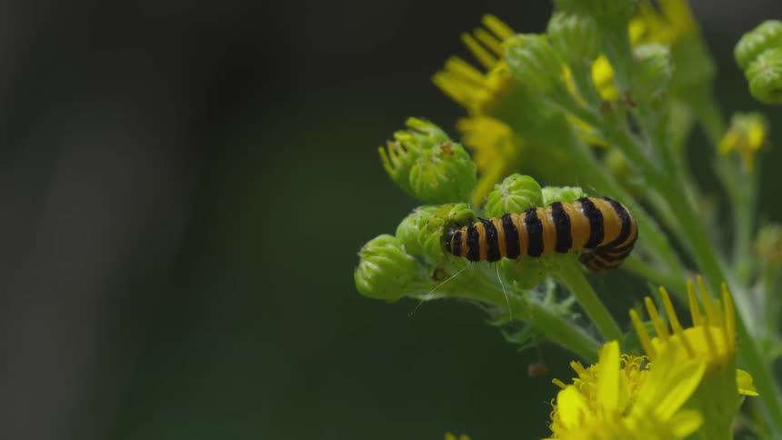 A caterpillar sits on a flower bud