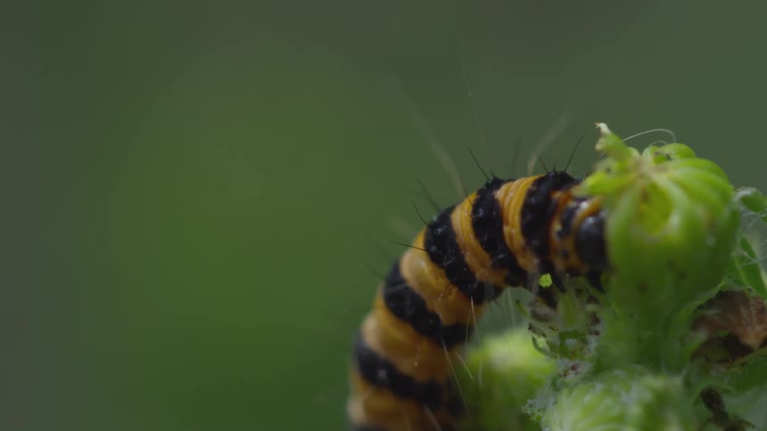 A black and yellow caterpillar eating a plant