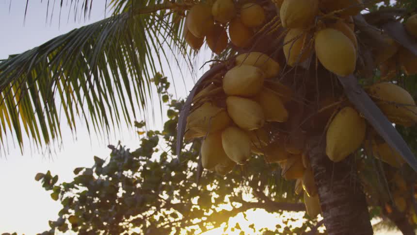 Unripe coconuts hang from a palm tree