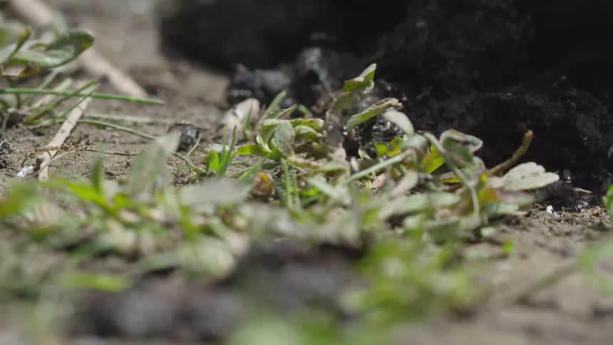 Flies surrounding dung