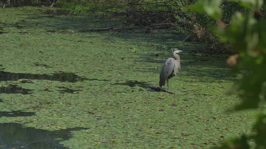 A large bird standing in a field