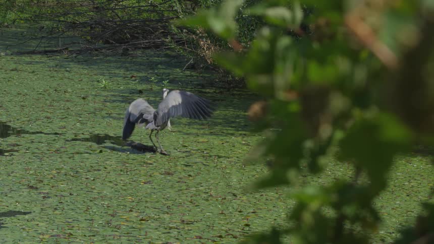 A bird is flying outdoors in a forest area