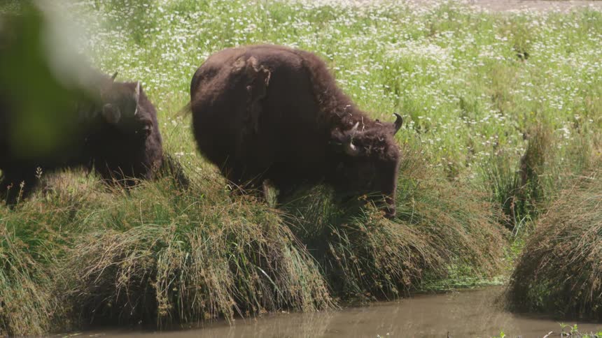 Two buffalo graze on grass near a pond
