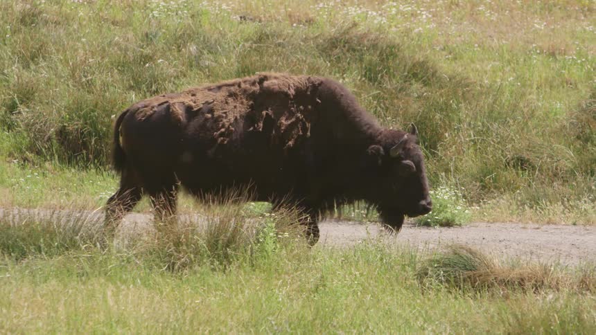 A brown bull walks casually in the wilderness