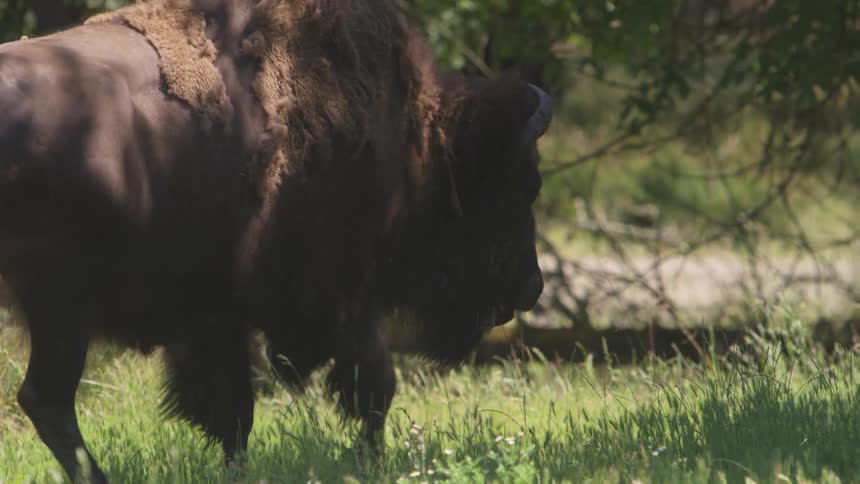 Buffalo with ragged hide walks in meadow among trees