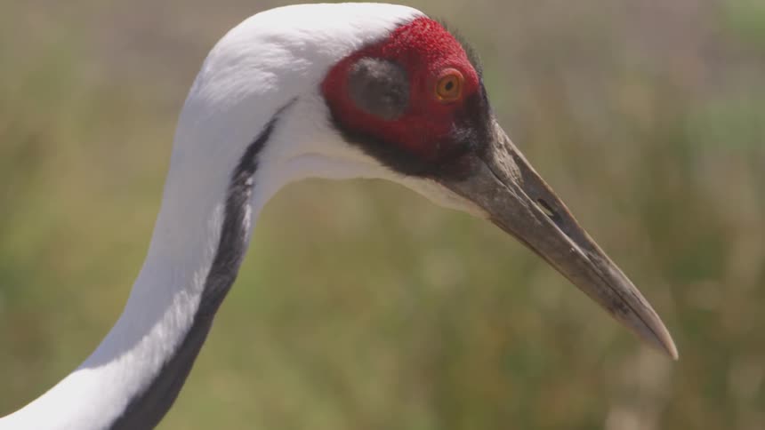 Bird walking in nature