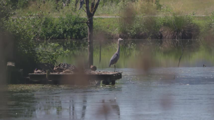 An ostrich sits at the end of a pier by a lake