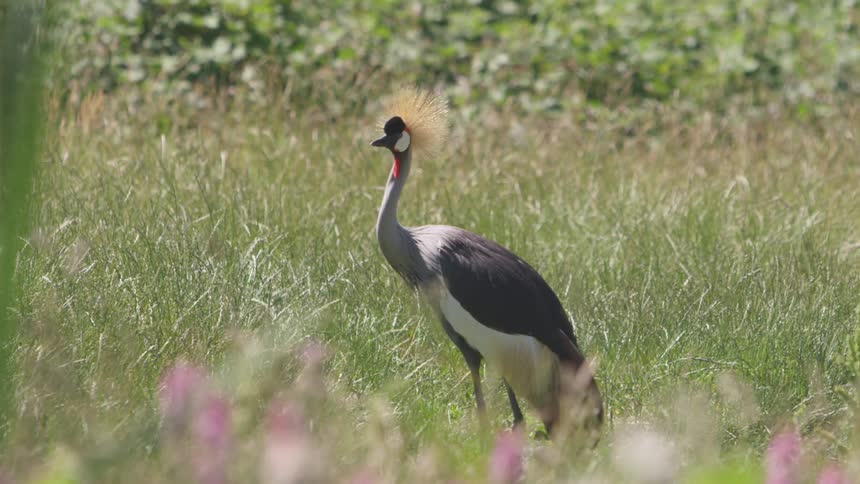 A bird with plumage on its head stands in grass