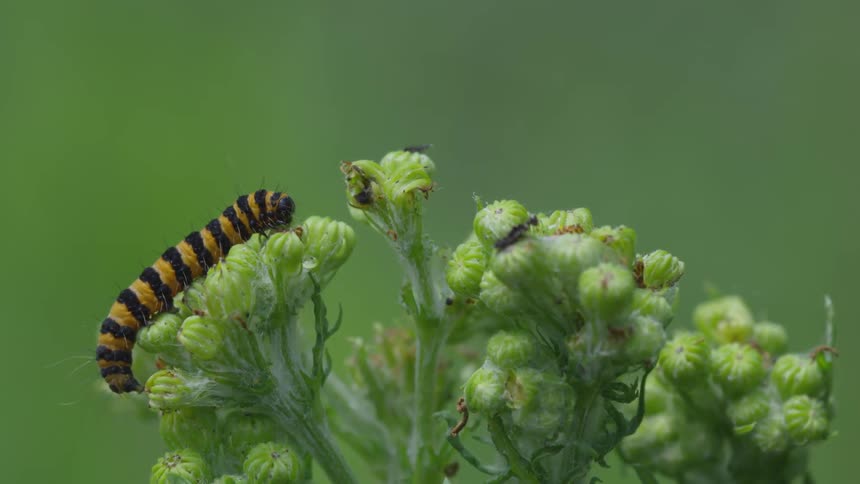A caterpillar sits on the buds of a plant