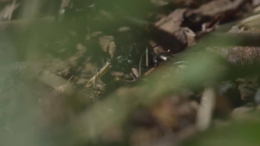 Three ants exploring a pile of twigs