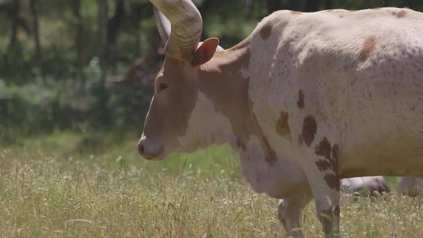 A bull walks across a field