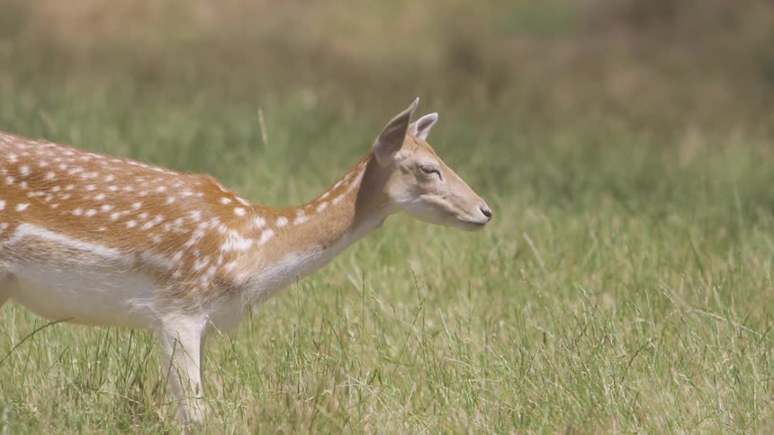 A pair of deer standing in a field eating grass