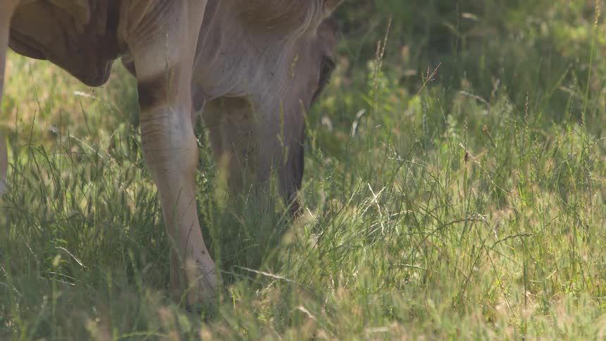A brown cow grazes on grass in a field